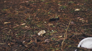 塑料可塑板位于松林中的地面上自然污染19秒视频