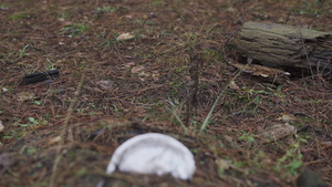 塑料可塑板位于松林中的地面上自然污染与可支配餐具一起14秒视频