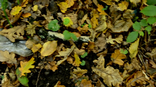 落叶上的森林里的垃圾环境污染自然的纯净在森林里丢弃视频