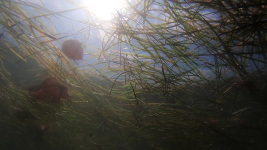 被污染的脏污水漂浮在地表的垃圾视频