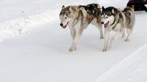 雪橇犬和骑着雪橇的人11秒视频