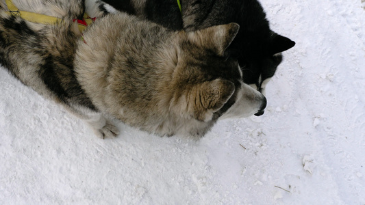 西比亚雪橇狗在船上视频