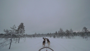 在雪木中乱跑14秒视频