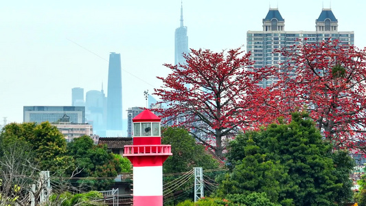 航拍广州上滘船厂木棉花与广州地标建筑视频