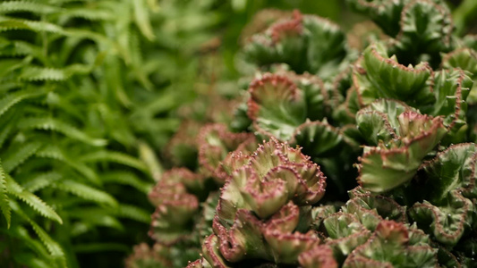 在花园中作为装饰品种植的长青沙漠植物助产背景自然形态视频