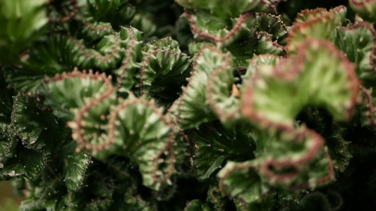 在花园中作为装饰品种植的长青沙漠植物助产背景自然形态视频