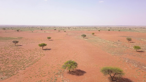 沙漠风景有几棵树和红沙13秒视频