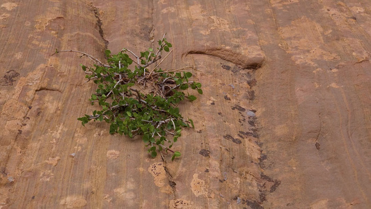 红岩裂缝中的荒废植物峡谷小野马峡谷——美国北部我们视频