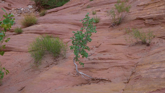 红岩裂缝中的荒废植物峡谷小野马峡谷——美国北部我们视频