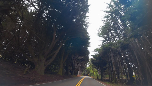 汽车开往美国沿厚厚的树丛的道路视频