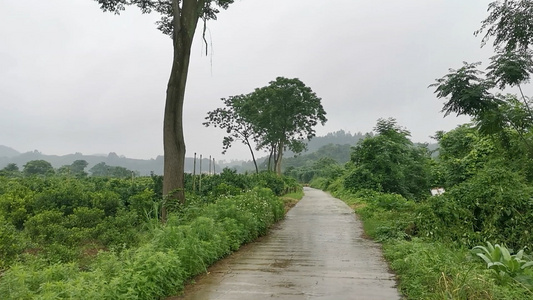 雨中唯美乡村小路景色视频