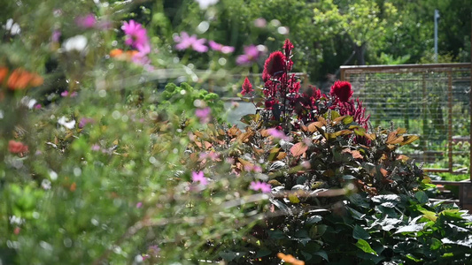 植物花草视频