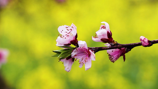 金色油菜花前盛开的桃花视频