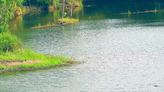 环湖周围的绿色植物和水面的波浪视频