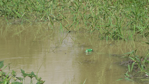 河流中的绿色塑料瓶15秒视频