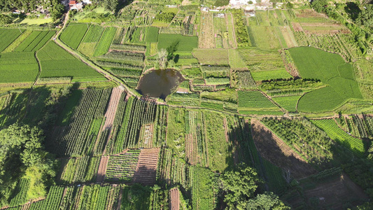 绿油油杂交水稻农业种植基地航拍视频视频