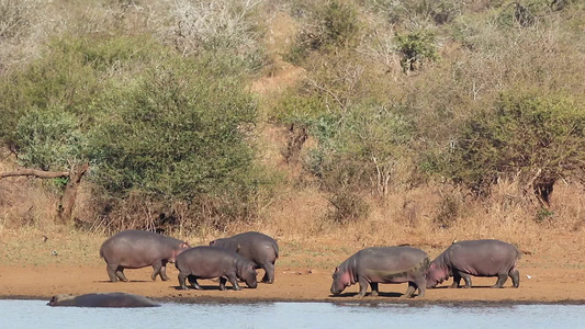 陆地上的河马Kruger国家公园视频