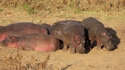 在陆地上休息的河马Kruger国家公园视频