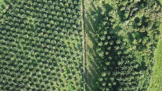 油棕榈种植园的上下空中视频