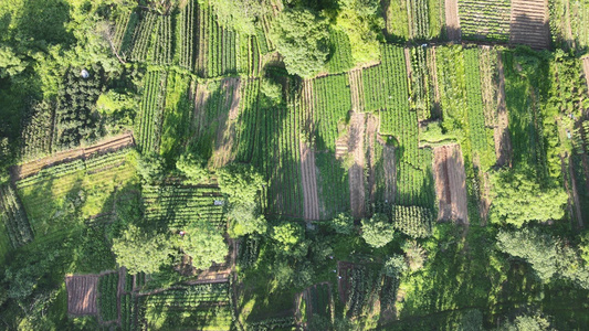 绿油油杂交水稻农业种植基地航拍视频视频