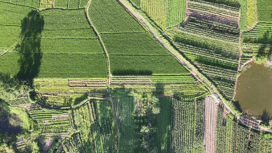 绿油油杂交水稻农业种植基地航拍视频视频