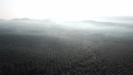 早上在马来西亚的油棕榈种植园上飞翔视频