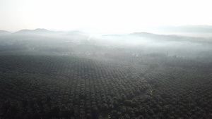 早上在马来西亚的油棕榈种植园上飞翔10秒视频