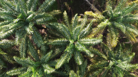 Malaysia棕榈油种植园视频