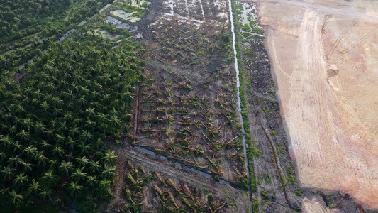 在清理土地期间砍伐油棕榈树视频