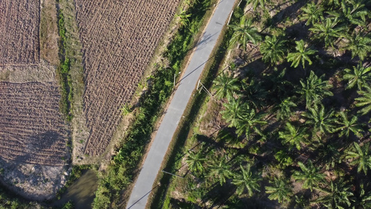 油棕榈和种植地视频