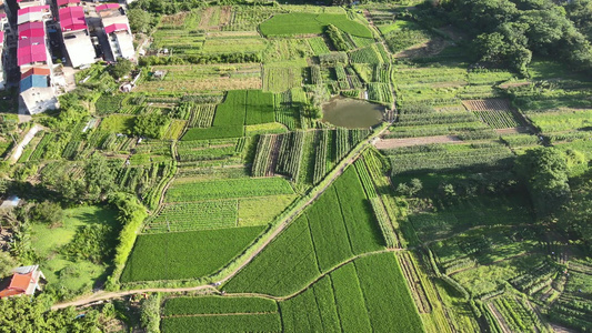 绿油油杂交水稻农业种植基地航拍视频视频