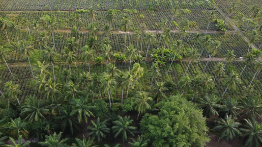 空中滑动椰椰子棕榈树视频