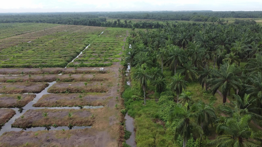 年轻的油棕榈树正在重新种植视频