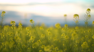 黄色开花的卡诺拉田地种子20秒视频