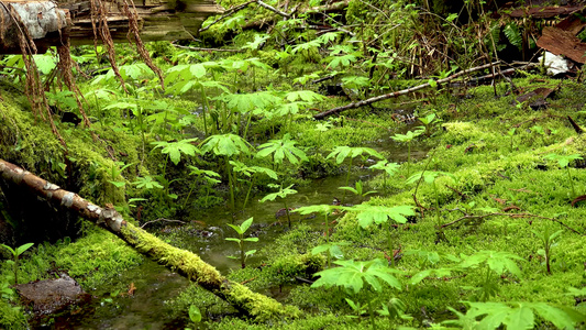 潮湿森林中的沼泽植物苔稼和粪便美国华盛顿州视频