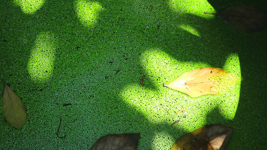 在池塘中的水面和树叶的阴影上生生于绿芽视频