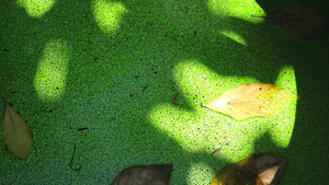 在池塘中的水面和树叶的阴影上生生于绿芽28秒视频