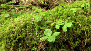 潮湿森林中的沼泽植物苔稼和粪便美国华盛顿州16秒视频