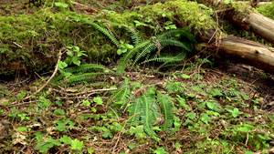 潮湿森林中的沼泽植物苔稼和粪便美国华盛顿州43秒视频