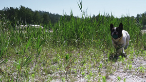 小白狗身上有黑斑毛皮跑在草地上17秒视频