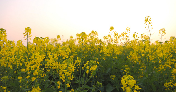 油菜花地视频