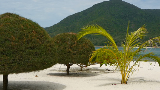 不寻常的异国树木热带帕岸岛完美的白色沙滩上的绿色椰子树视频
