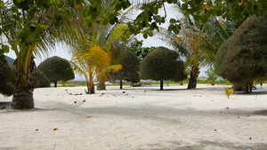 不寻常的异国树木热带帕岸岛完美的白色沙滩上的绿色椰子树17秒视频