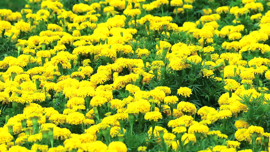 夏季横穿田地的墨西哥黄花马里金2视频