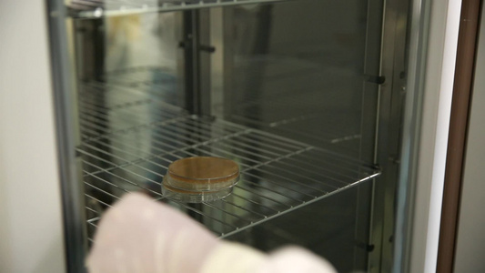 细菌培养皿样本采样菌落数测试视频