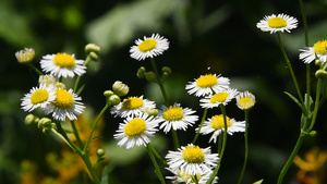 甘菊花10秒视频