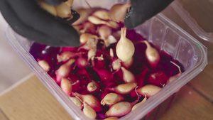 将冬洋葱幼苗扔入高锰酸钾的明亮粉红溶液的过程14秒视频