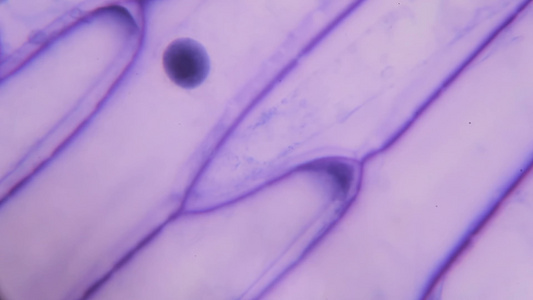 显微镜下的紫洋葱皮视频