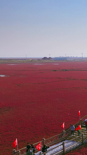 盘锦市红海滩国家风景廊道5A级旅游客人合影留念芦苇荡59秒视频