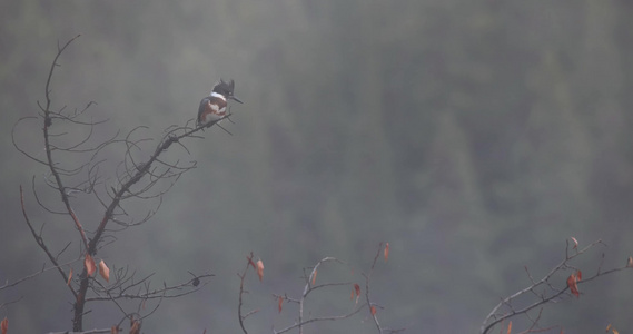 秋季森林清晨雾气小鸟枝头慢镜头视频